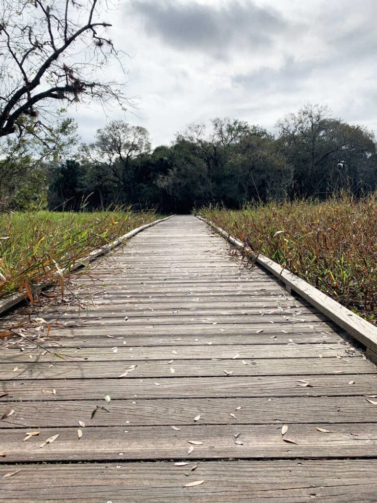 A boardwalk trail surrounded by plants.
