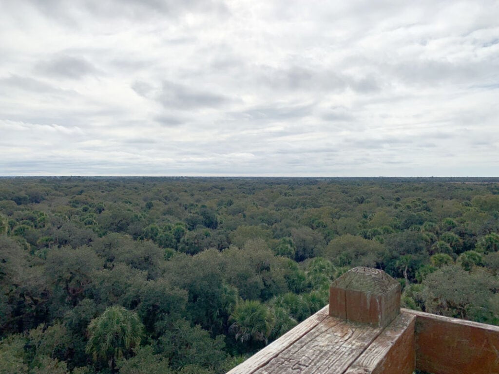 A view of the trees from the Canopy Walkway Tower at Myakka River State Park