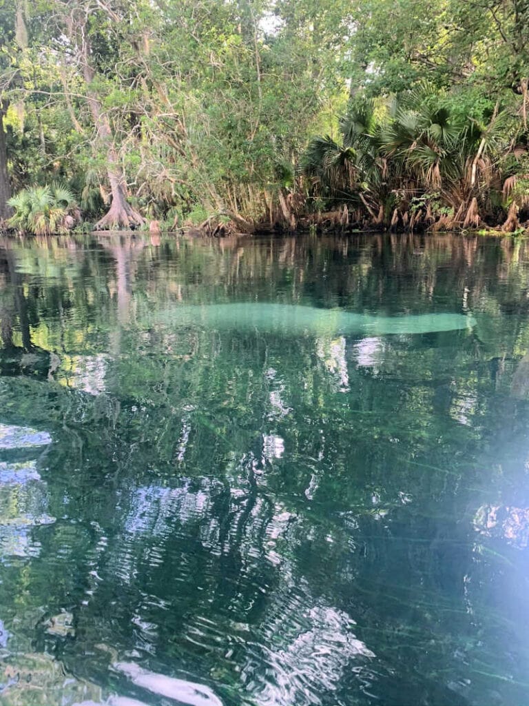 A manatee swimming in the water.