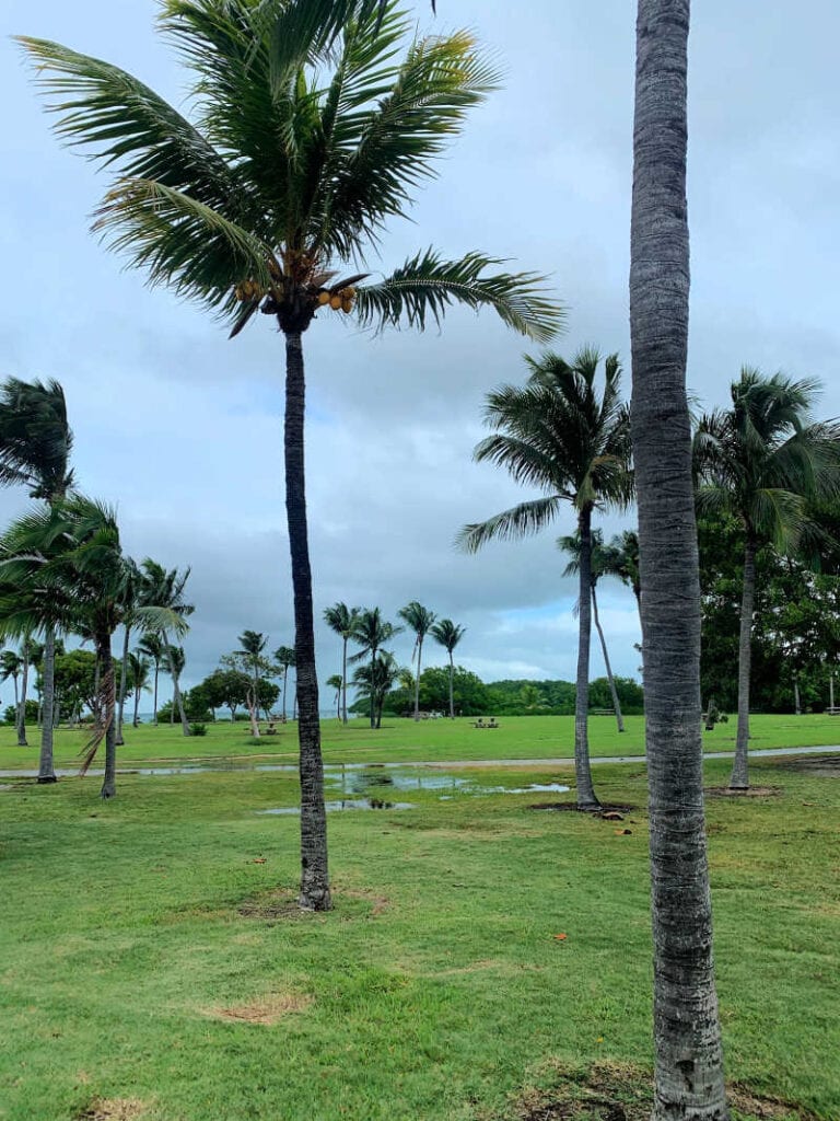 Palm trees on Boca Chita Key.