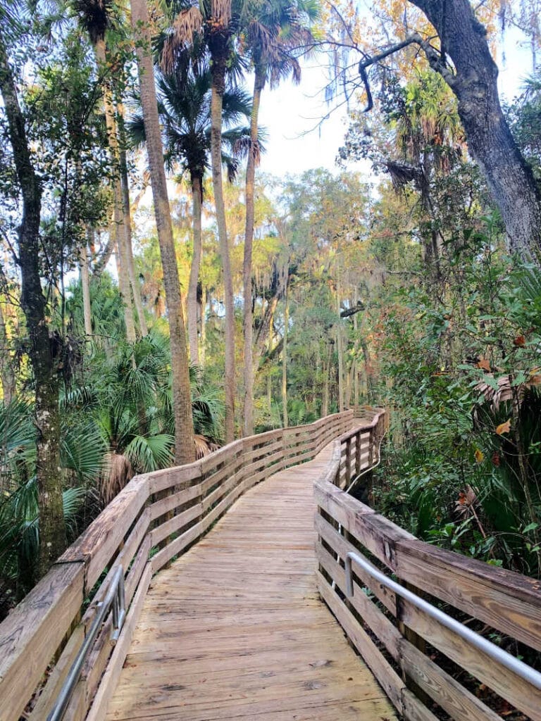 Boardwalk trail with several trees and plants lining it on Blue Spring trail