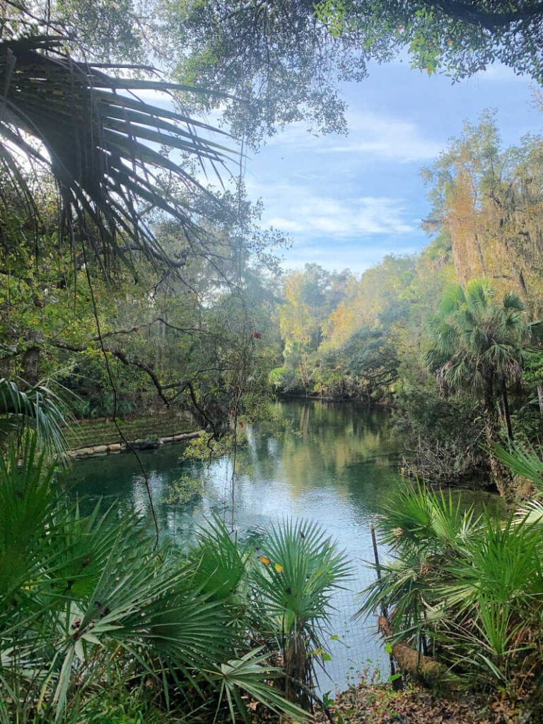Blue Spring State Park head springs with trees surrounding the water. A great day trip from Orlando 