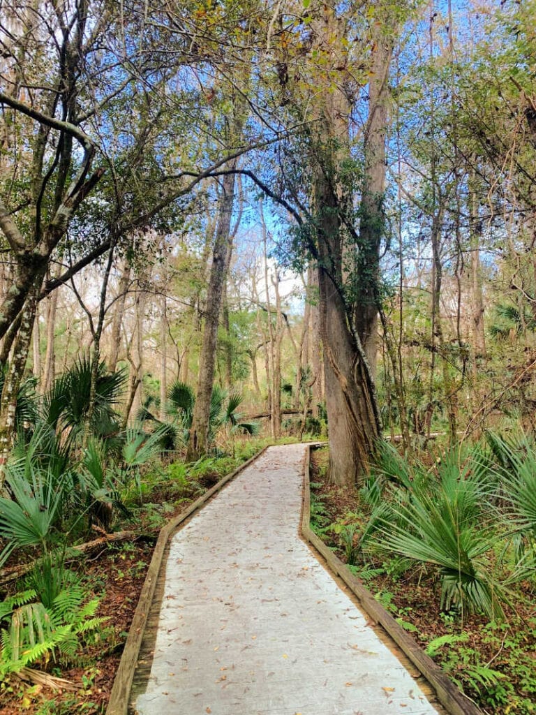 Boardwalk trail with trees surrounding it at De Leon Springs State Park