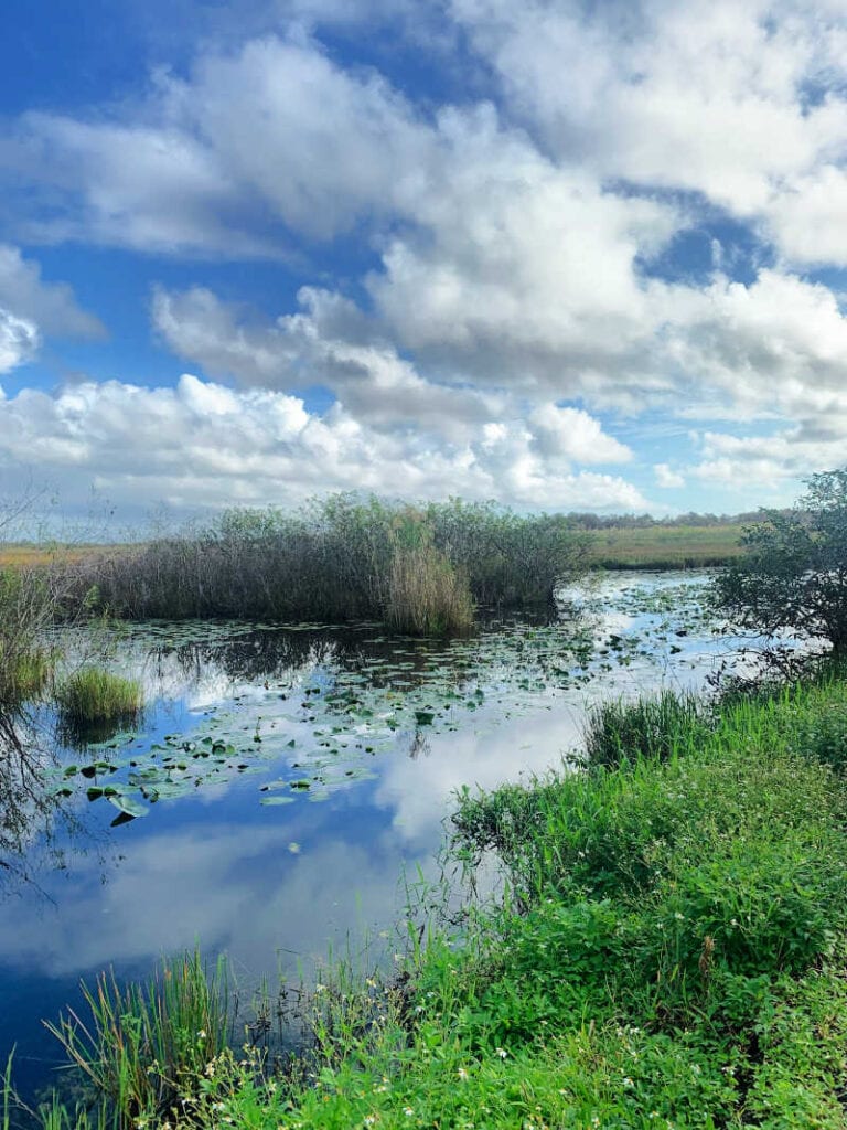 View of the grassy waters along the Anhinga Trail at Everglades National Park.