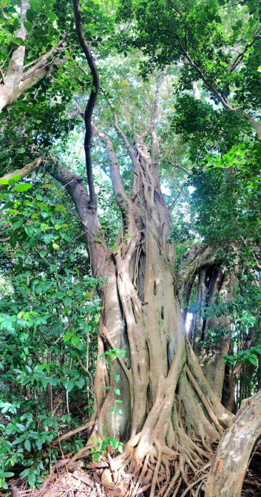 Tree with a lot of roots visible on the Gumbo Limbo Trail