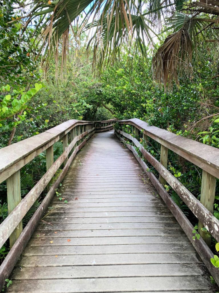 Boardwalk and trees on the Pahayokee Trail at Everglades National Park.