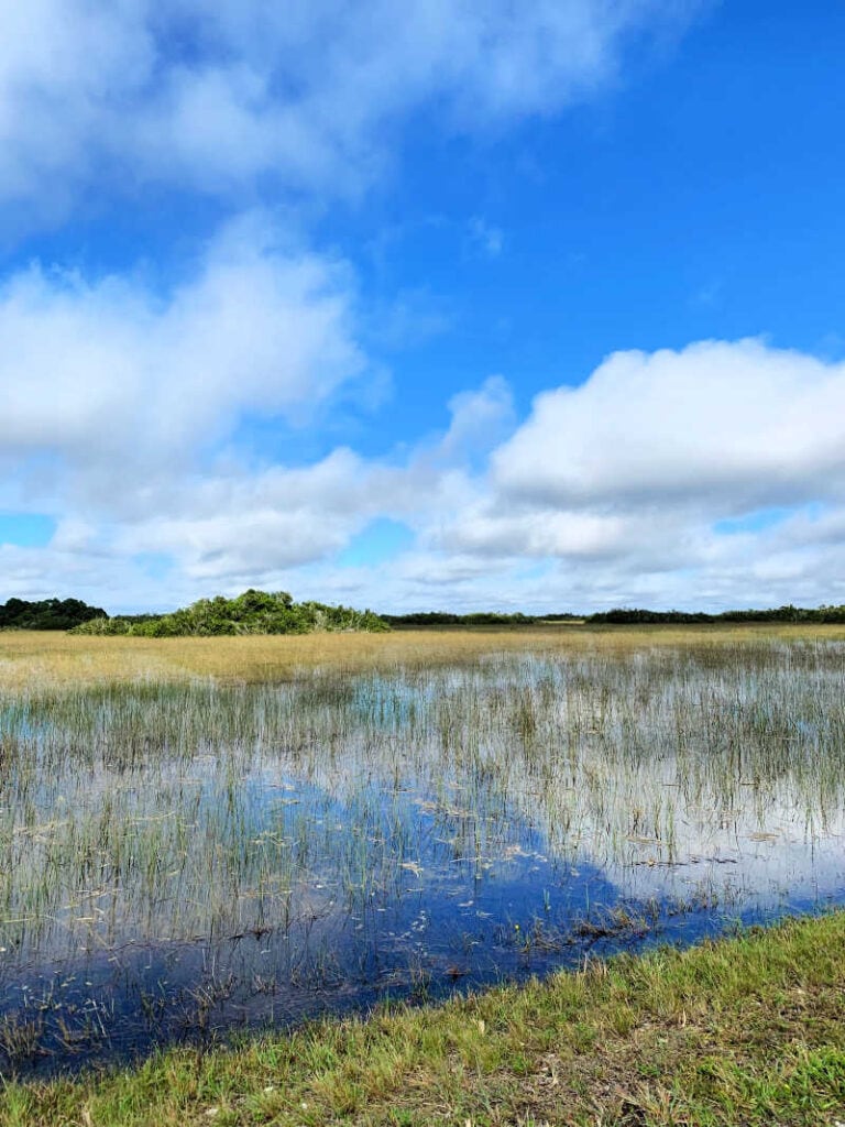One of the Florida National Parks, Everglades National Park, Shark Valley scenery 