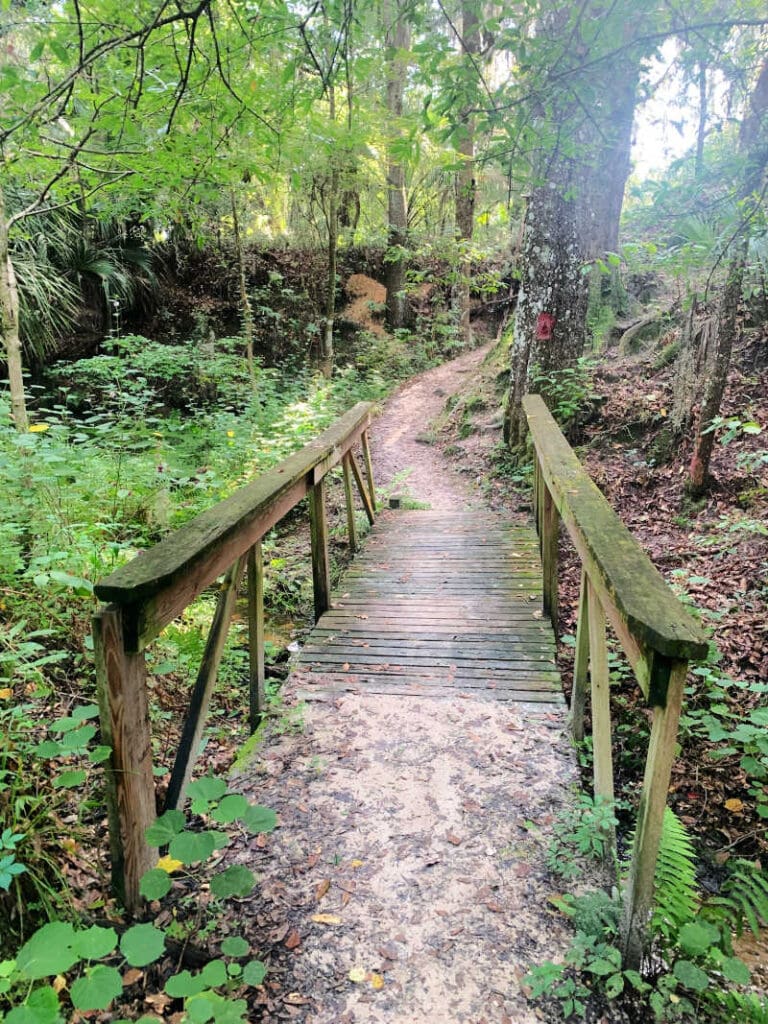 Trail and small bridge at Alafia River State Park