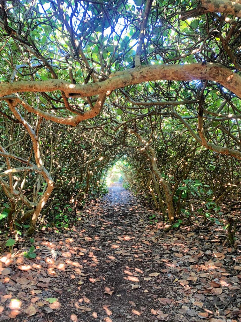 Mangrove tunnel on the Dunes Trail at Blowing Rocks Preserve