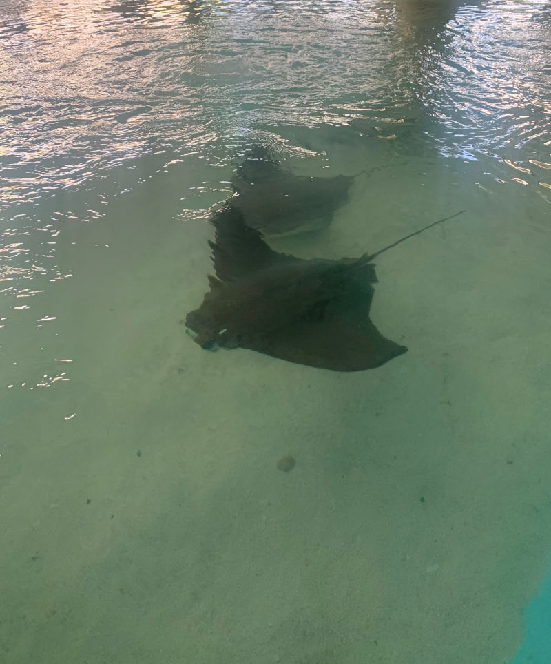 Two stingrays swimming in the rays touch tank