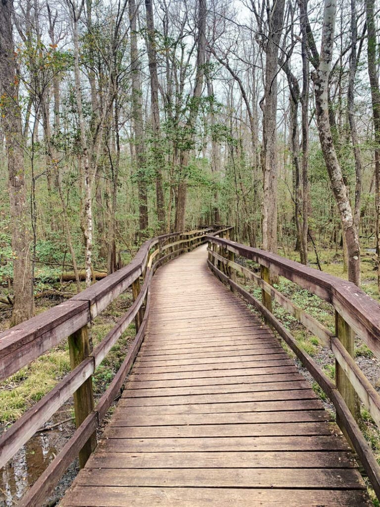 Boardwalk trail and trees surrounding it at Congaree National Park.
