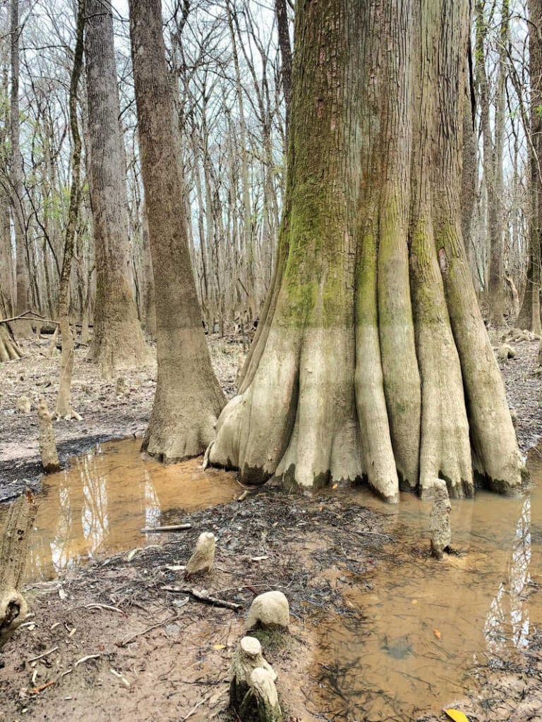 A large tree with standing water at the base