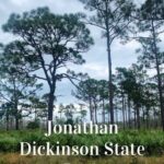 Several trees in an open field at Jonathan Dickinson State Park