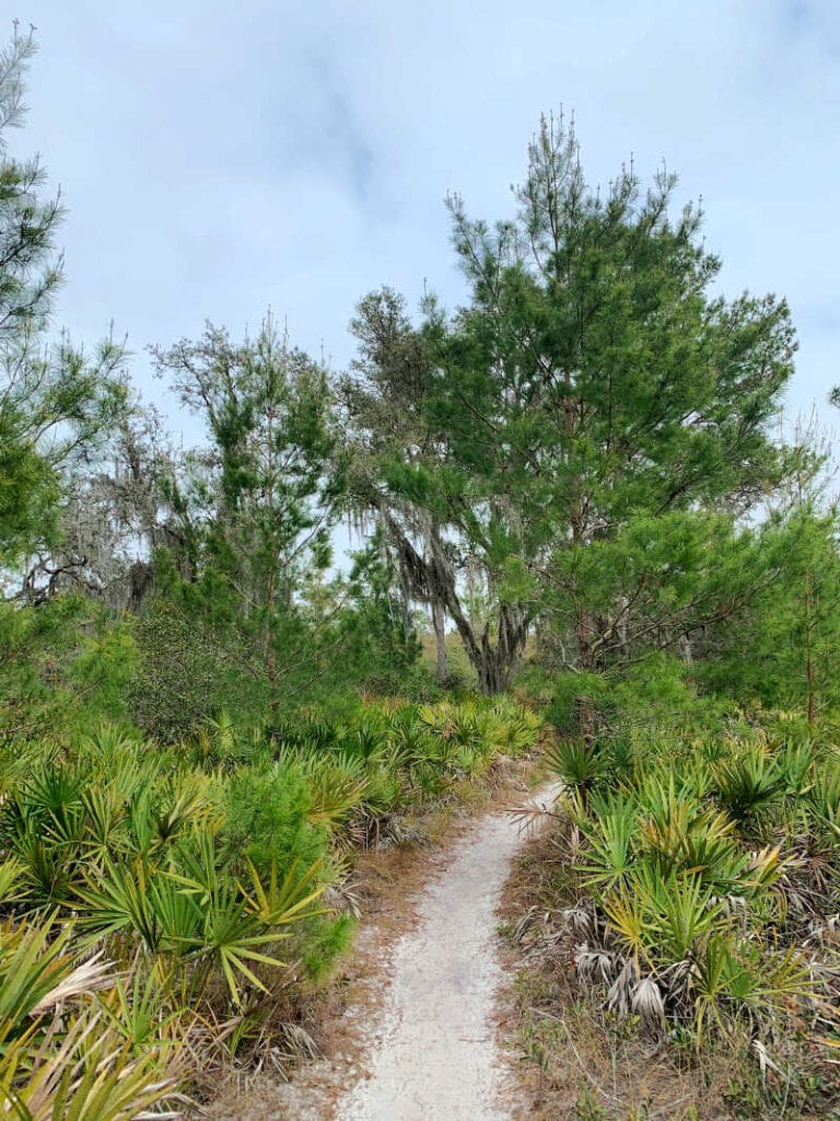 A narrow section of the trail surrounded by palms