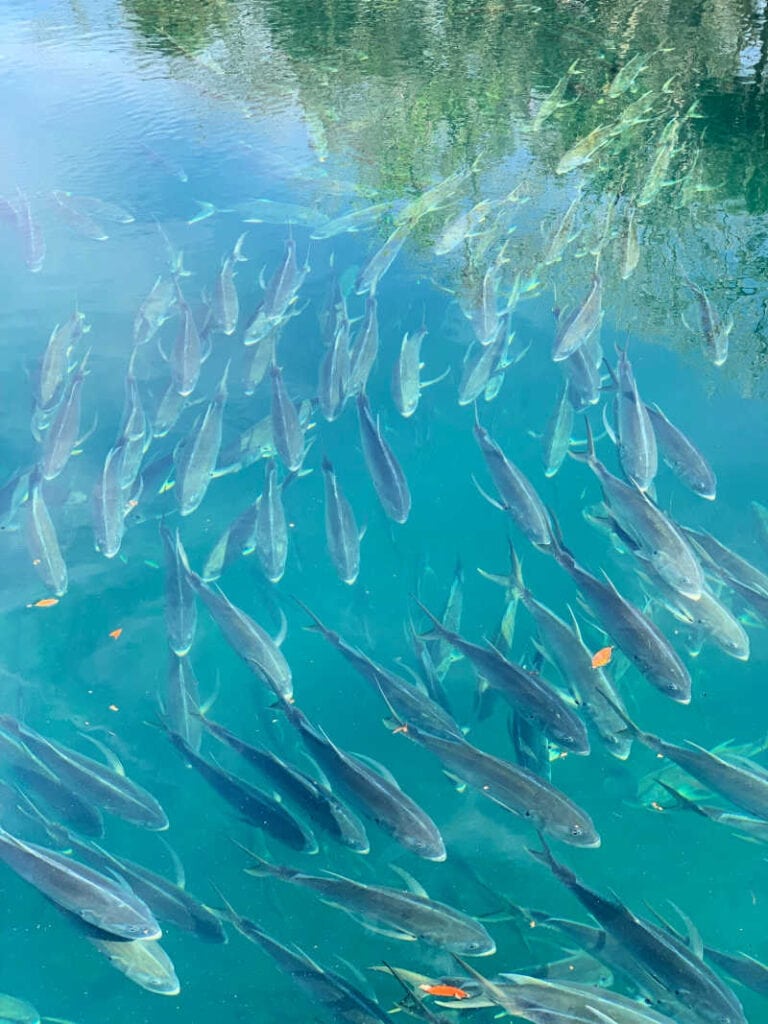 Many fish swimming in the teal blue water