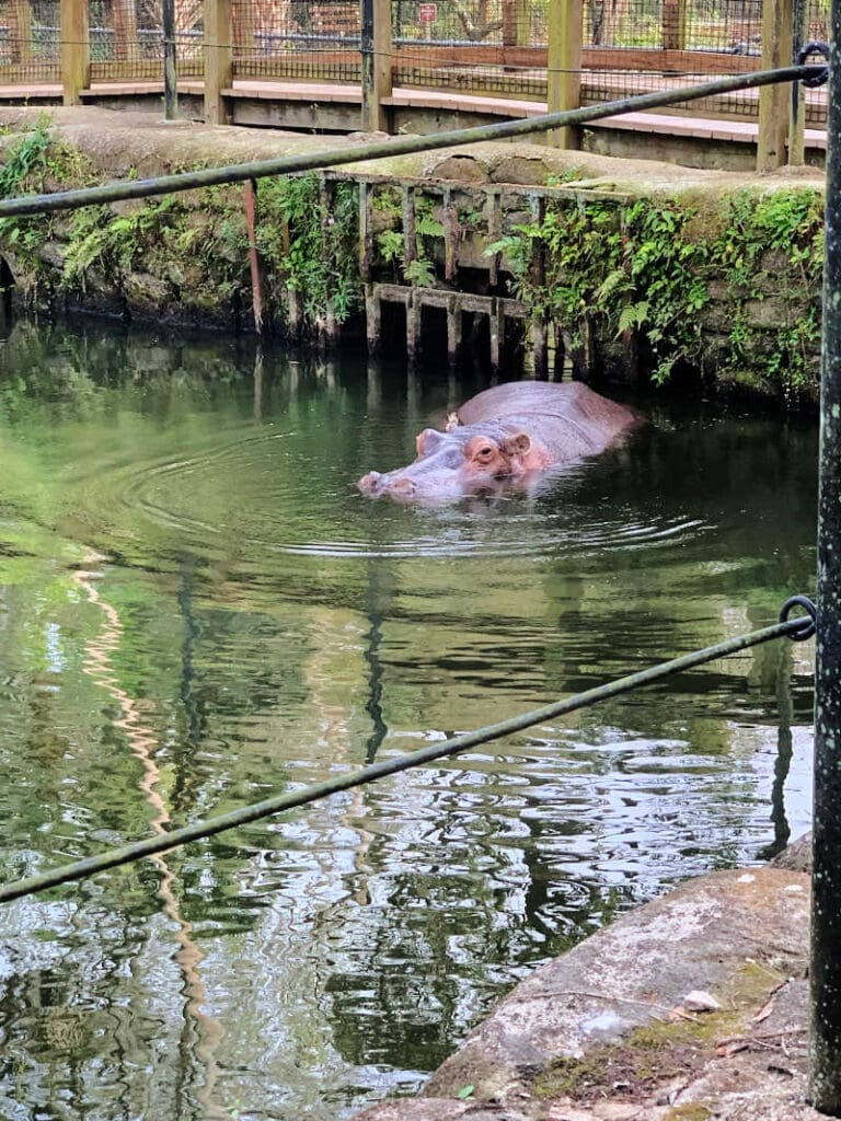 Hippo at Homosassa Springs Wildlife Park