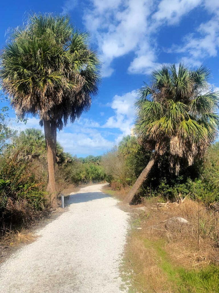Tidal Walk Trail lined with two palm trees at the Manateee Viewing Center
