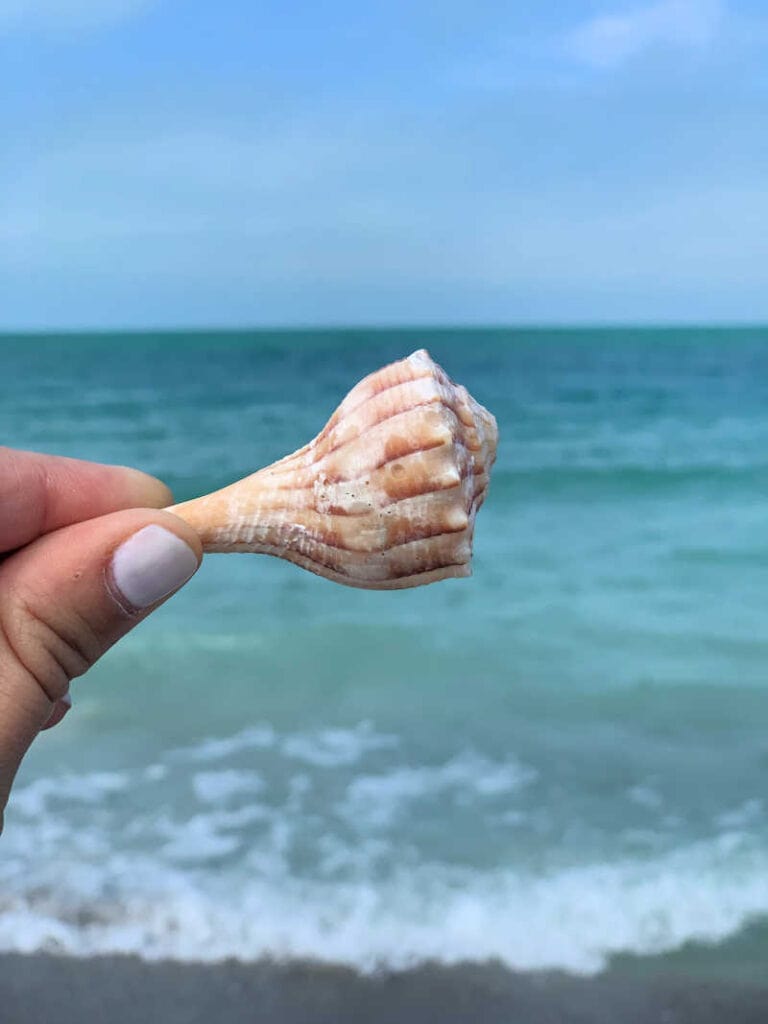 Me holding a seashell over the blue green ocean