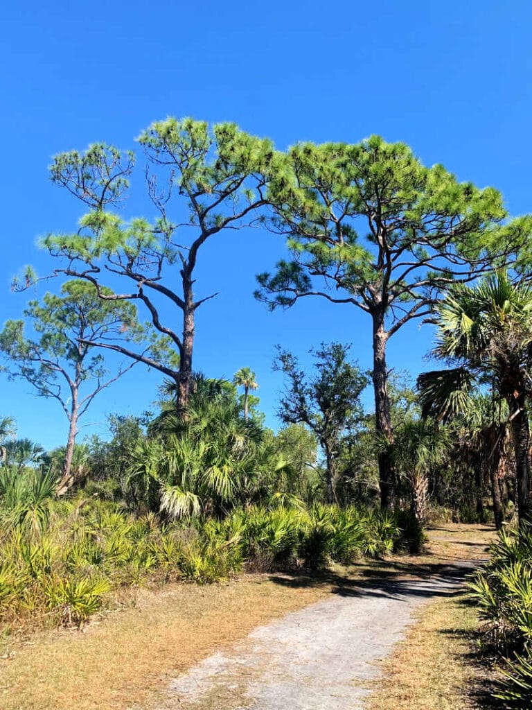 Trees surrounding the trail at Wener Boyce Salt Springs State Park