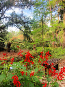 Red flowers near a bench with trees in background at Eureka Springs