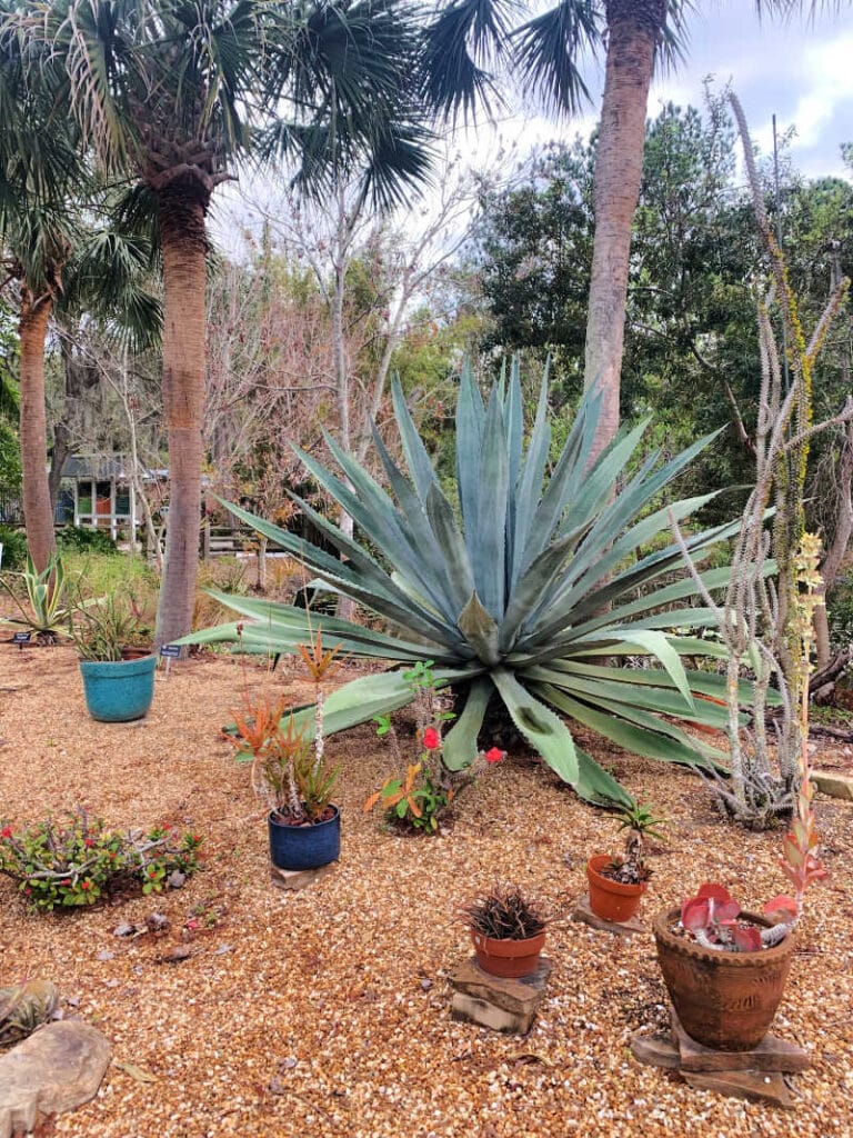 Cactus garden at Florida Botanical Gardens