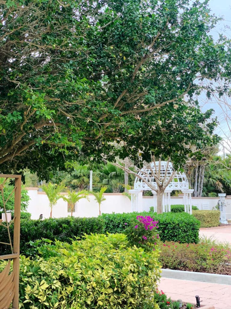 Wedding garden at Florida Botanical Gardens