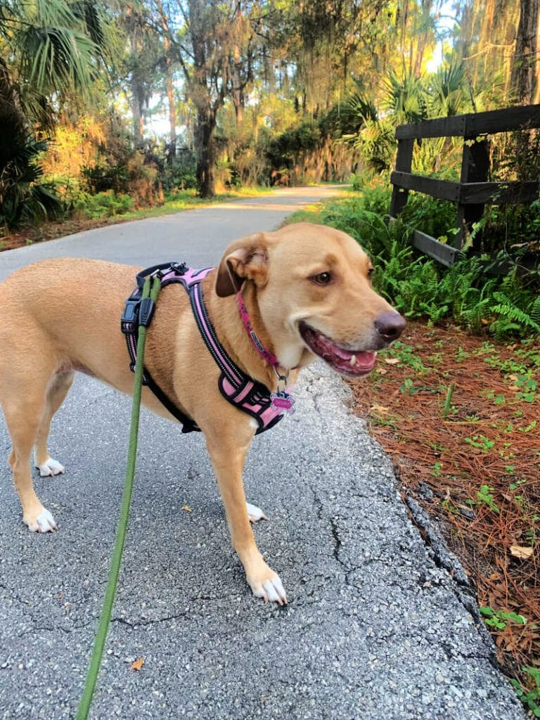My dog smiling on the paved trail at Lake Seminole Park