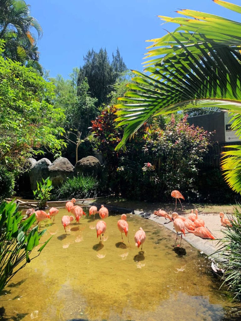 Flamingos relaxing in the water at Sunken Gardens