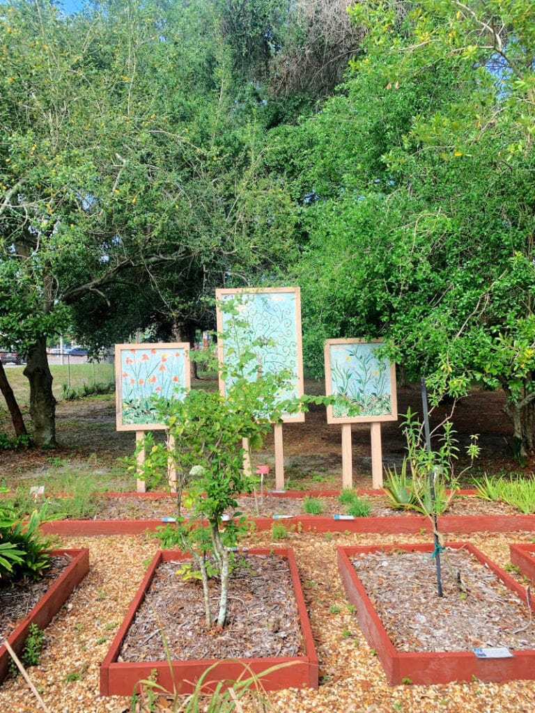 Small trees planted at USF Botanical Gardens in Tampa