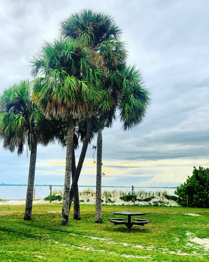 Palm trees and a picnic table near the beach at Picnic Island park