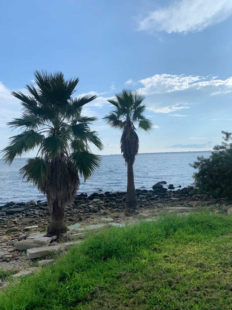 Palm Trees next to Tampa Bay at Davis Island