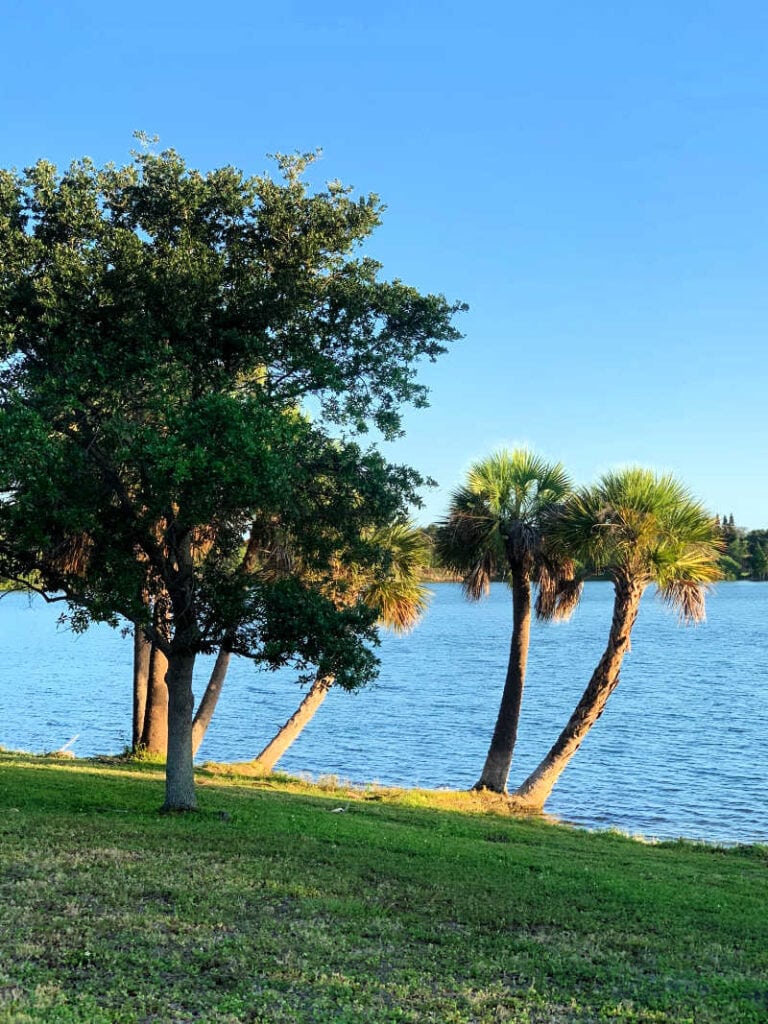 Palm trees leaning towards the lake at Gadsden Park