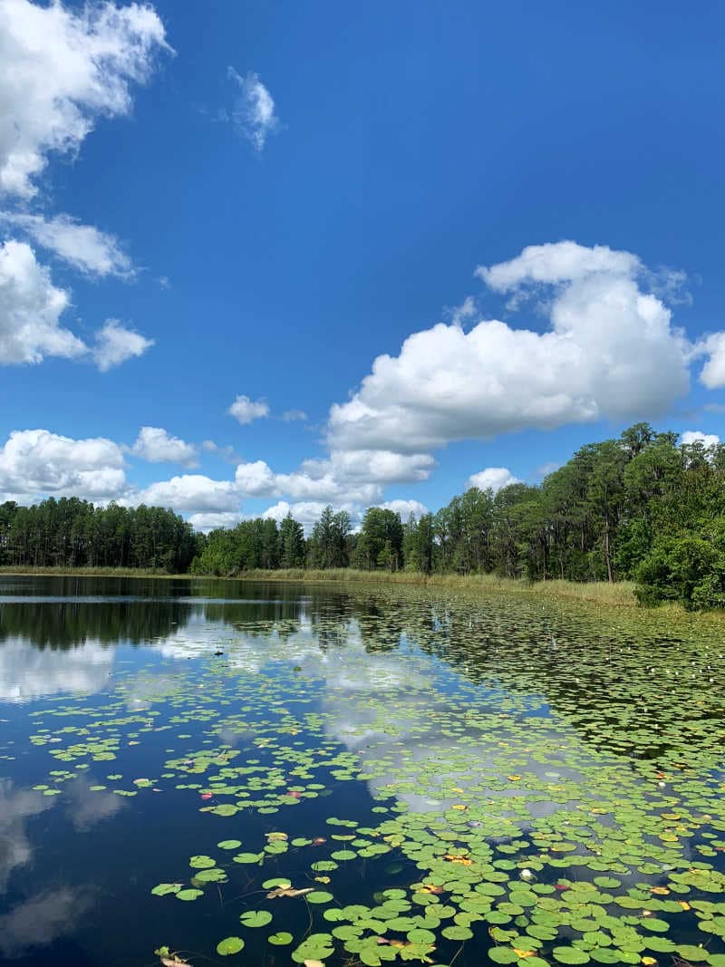 Dixie Lake covered in lilly pads at Lake Louisa State Park