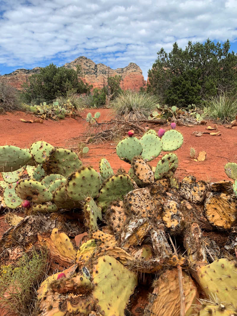 View of cactus with red rocks in sedona in the background