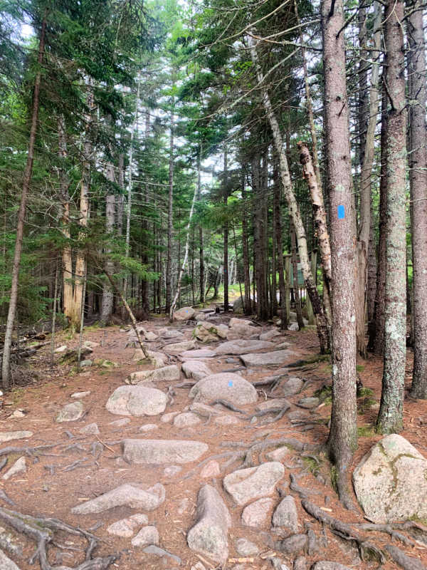Entrance of Gorham Mountain path with rocks and a tree with the blue trail marking on the tree. A perfect hike to add to your itinerary for Acadia National Park
