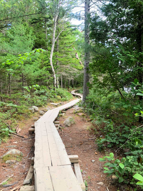 Small boardwalk winding through the trees on Jordan Pond Path in Acadia National Park the perfect stop for a New England road trip