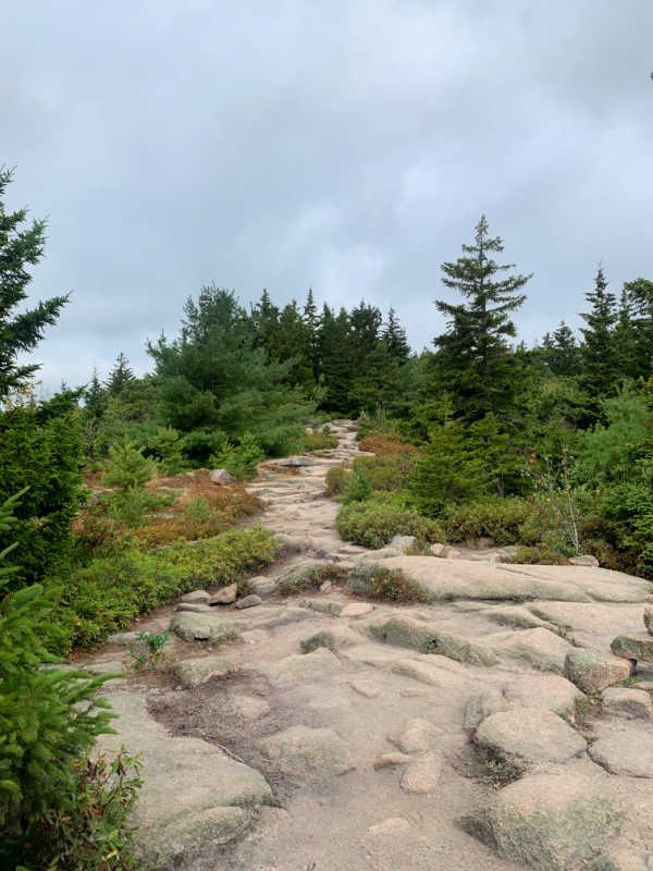 Rocky trail surrounded by greenery on Gorham Mountain Trail