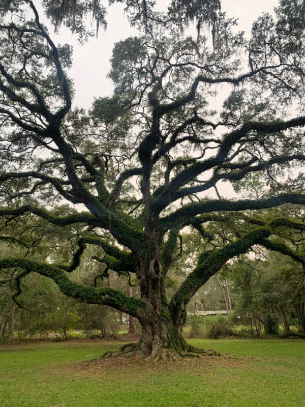 Large ancient oak tree at Dade Battlefield Historic State Park