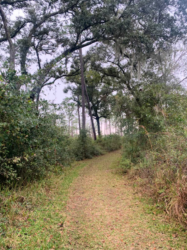 Grassy, flat trail surrounded by trees