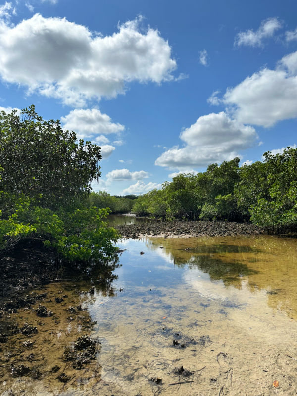 Mangroves, and shallow water