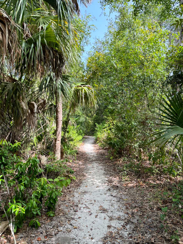 Sandy trail surrounded by palms