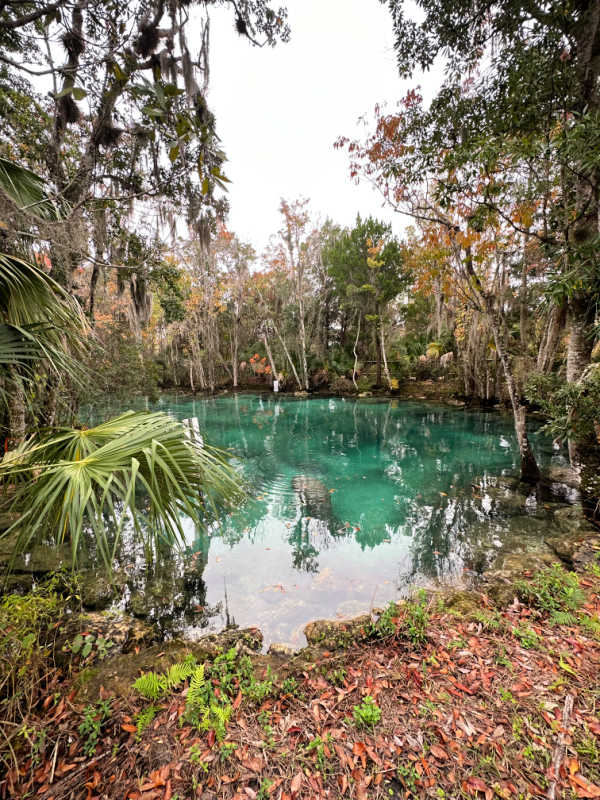 Three Sisters Springs with several manatee in the water.