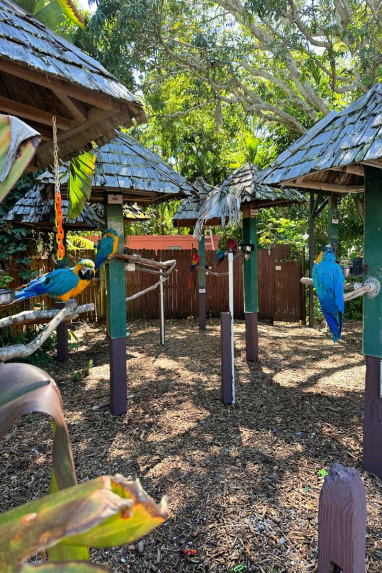 Sarasota Jungle Gardens Visitor’s Guide Florida on Foot