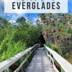 Boardwalk trail surrounded by greenery.
