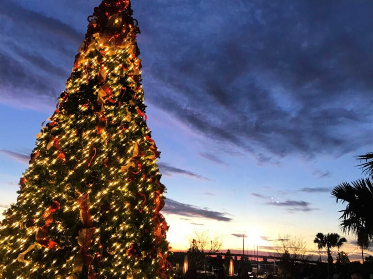 Large Christmas tree and the sunset.