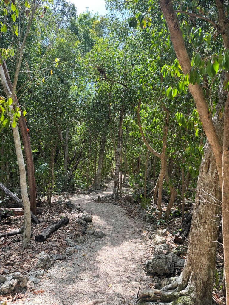 Narrow curving dirt trail surrounded by tall trees and lined with large rocks.